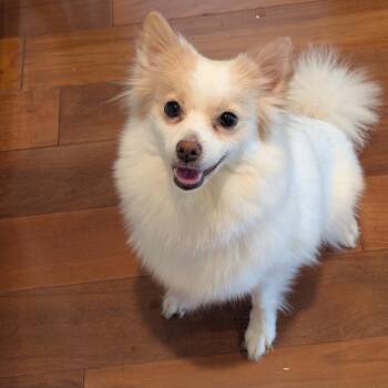 Princess Buttercup -  Pomeranian Dog for Adoption in Silver Spring, Maryland - Princess Buttercup | PetCurious