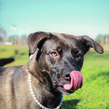 Paisley -  Mixed Breed Dog for Adoption in Spokane, Washington - Paisley | PetCurious