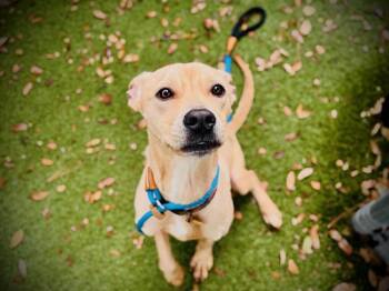 TITUS -  Labrador Retriever Dog for Adoption in Orlando, Florida - TITUS | PetCurious