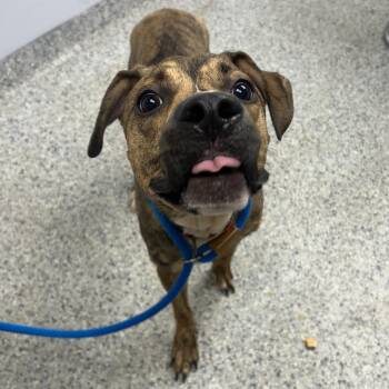Symba -  Mountain Cur and Plott Hound Dog for Adoption in Decatur, Georgia - Symba | PetCurious
