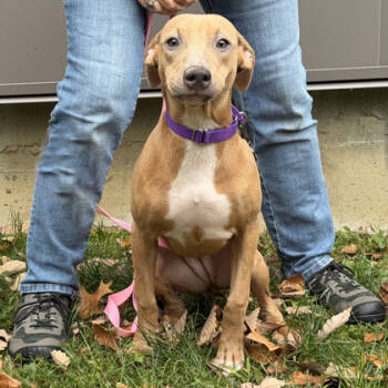 Rescue Terrier and Mixed Breed Dogs for Adoption in Voorhees Township, New Jersey - Cheese | PetCurious