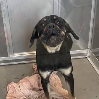 Cane Corso Dogs Available for Adoption in Des Moines, Iowa - Shiba | PetCurious