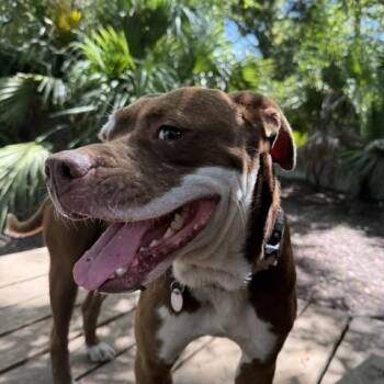 Rooty Tooty -  Mixed Breed Dog for Adoption in Charleston, South Carolina - Rooty Tooty | PetCurious