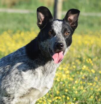 Jamie-Joyful -  Australian Cattle Dog Blue Heeler Dog for Adoption in Rockport, Indiana - Jamie-Joyful | PetCurious