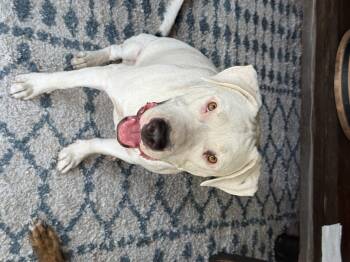 Rescue Labrador Retriever and Dogo Argentino Dogs for Adoption in Claremont, California - Spotty | PetCurious