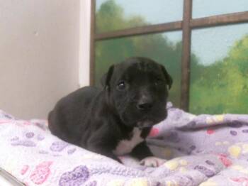 Staffordshire Bull Terrier and Mixed Breed Dogs Available for Adoption - DOLLY | PetCurious