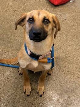 Pookie -  German Shepherd Dog and Hound Dog for Adoption in Cleveland, Ohio - Pookie | PetCurious