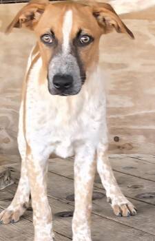 Rescue Australian Cattle Dog Blue Heeler and German Shepherd Dog Dogs for Adoption in Mexia, Texas - Belle | PetCurious