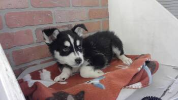 Siberian Husky and Mixed Breed Dogs Available for Adoption in Houston, Texas - A2070793 | PetCurious