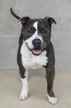 Mighty -  Mixed Breed Dog for Adoption in Longmont, Colorado - Mighty | PetCurious