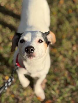 Rescue Chihuahua and Parson Russell Terrier Dogs for Adoption in Shohola, Pennsylvania - Dixie | PetCurious