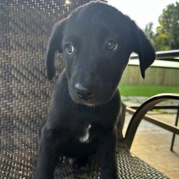 Labrador Retriever Dogs Available for Adoption in Sterling, Massachusetts - Oscar - 11 Weeks ( Avail 6/3) | PetCurious