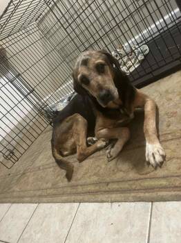 Rescue Hound Dogs for Adoption in Panama City, Florida - Trusty | PetCurious