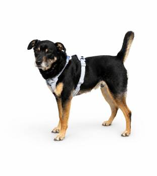 Shepherd Dogs Available for Adoption in Waldorf, Maryland - Salba | PetCurious