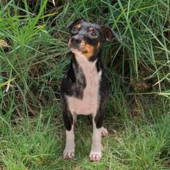 Fernanda -  Dachshund and Jack Russell Terrier Dog for Adoption in Madison, Wisconsin - Fernanda | PetCurious