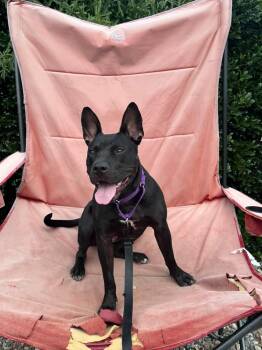 Kenya -  Terrier Dog for Adoption in Holly Springs, North Carolina - Kenya | PetCurious