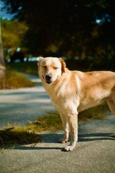 Rescue Yellow Labrador Retriever Dogs for Adoption in Poplarville, Mississippi - Milo Pettibone | PetCurious