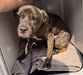 A1271157 -  Mixed Breed Dog for Adoption in Charlotte, North Carolina - A1271157 | PetCurious