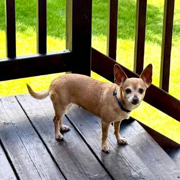 Pita D12474 -  Chihuahua Dog for Adoption - Pita D12474 | PetCurious