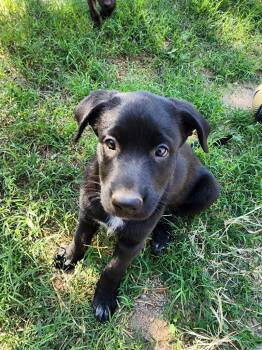 Rescue Dutch Shepherd and Shepherd Dogs for Adoption in Phoenix, Arizona - Cozumel | PetCurious