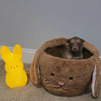 Husky Dogs Available for Adoption in Aberdeen, North Carolina - Reba | PetCurious