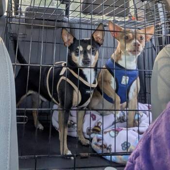 Peanut and Butter -  Chihuahua Dog Available for Adoption in Blair, Nebraska - Peanut And Butter | PetCurious