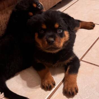 Splash -  Rottweiler Dog for Adoption in Phoenix, Arizona - Splash | PetCurious