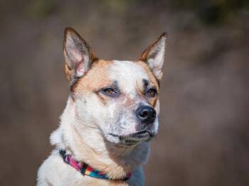 Australian Cattle Dog Blue Heeler Dogs Available for Adoption in Pointe-fortune, Quebec - Pixie | PetCurious