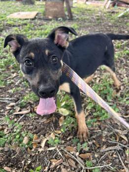 Rescue German Shepherd Dog Dogs for Adoption in Harlingen, Texas - Tetris | PetCurious