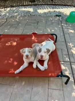 Chand -  Pit Bull Terrier Dog for Adoption in Lafayette, California - Chand | PetCurious
