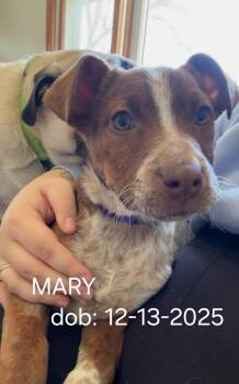 Australian Cattle Dog Blue Heeler and Pit Bull Terrier Dogs Available for Adoption - MARY | PetCurious