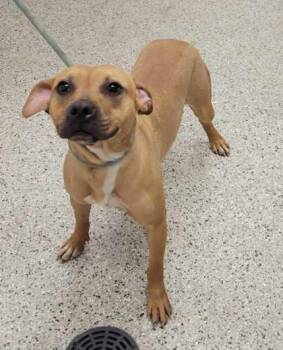 Bon Bon -  Mixed Breed Dog for Adoption in Kansas City, Missouri - Bon Bon | PetCurious
