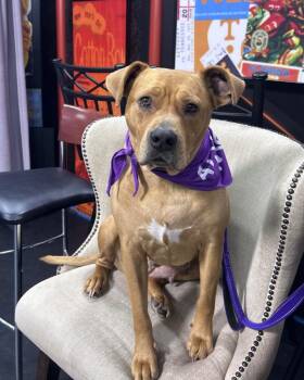 Winnie -  American Staffordshire Terrier Dog for Adoption in Knoxville, Tennessee - Winnie | PetCurious