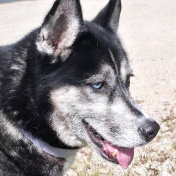 Mika-Available Soon! -  Husky Dog for Adoption in Conway, New Hampshire - Mika-Available Soon! | PetCurious