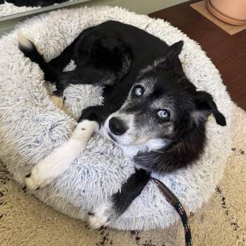 Rescue Husky and Shepherd Dogs for Adoption in Burbank, California - Panda | PetCurious