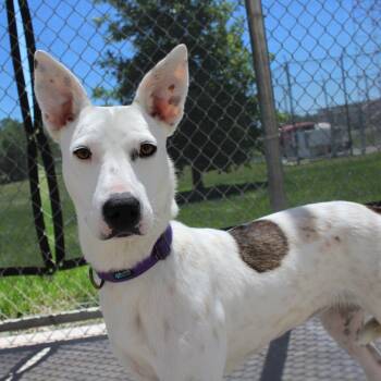 Merry -  Cattle Dog and Mixed Breed Dog Available for Adoption in Mcpherson, Kansas - Merry | PetCurious