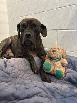 RUSSEL -  Mastiff Dog for Adoption in Indianapolis, Indiana - RUSSEL | PetCurious