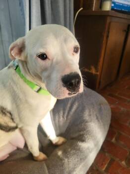 Ellison -  Pit Bull Terrier Dog for Adoption in Pottstown, Pennsylvania - Ellison | PetCurious