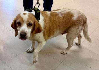 Lady -  Beagle and Mixed Breed Dog for Adoption in Burnsville, North Carolina - Lady | PetCurious