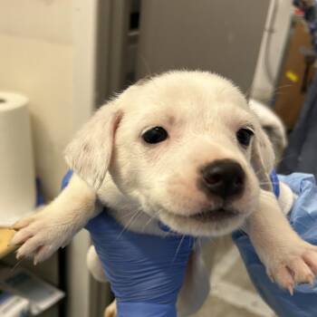 Pai -  Mixed Breed Dog for Adoption in Park City, Utah - Pai | PetCurious