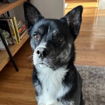 Ralph (guest dog) -  Mixed Breed Dog for Adoption in Albany, New York - Ralph (guest Dog) | PetCurious