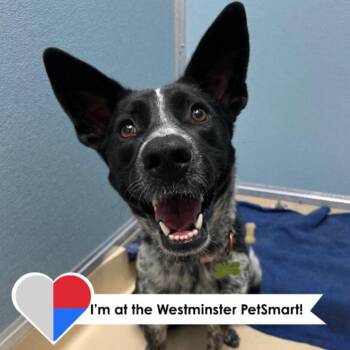 Soy Sauce -  Australian Cattle Dog Blue Heeler and Mixed Breed Dog for Adoption in Fort Collins, Colorado - Soy Sauce | PetCurious