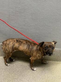 BRITTANY -  Chihuahua Dog for Adoption in Las Vegas, Nevada - BRITTANY | PetCurious