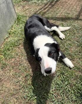 Mixed Breed Dogs Available for Adoption in Wilsall, Montana - Meadow | PetCurious