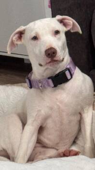 Snowy -  American Bully and Hound Dog for Adoption in Pensacola, Florida - Snowy | PetCurious