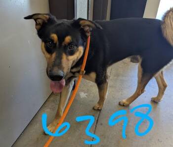 German Shepherd Dog Dogs Available for Adoption - KODA | PetCurious