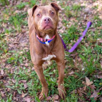 Labrador Retriever and Mixed Breed Dogs Available for Adoption in Hattiesburg, Mississippi - Hubba Bubba | PetCurious