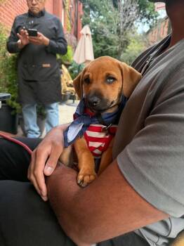Lyric -  Retriever Dog for Adoption in Valley Stream, New York - Lyric | PetCurious