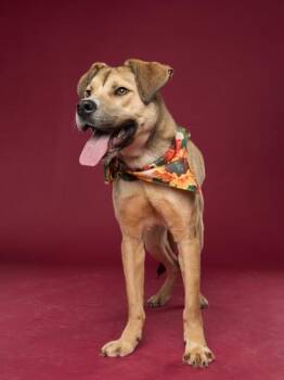 Cram Daniel -  Mixed Breed Dog for Adoption in Atlanta, Georgia - Cram Daniel | PetCurious