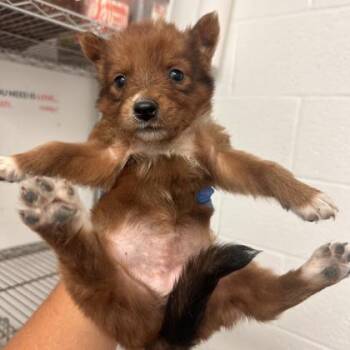 Baby Hippo -  Keeshond and Mixed Breed Dog for Adoption in Morton Grove, Illinois - Baby Hippo | PetCurious